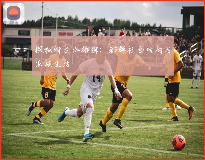 探秘特兰加雄狮:狮群社会结构与家族生活